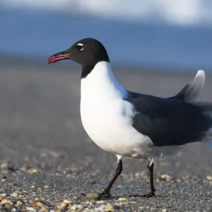 Laughing gull on beach Laughing gull on beach