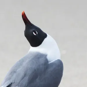Laughing gull displaying behavior Laughing gull displaying behavior