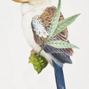 Laughing Kookaburra, Dacelo novaeguineae, brown and white bird with a grey tail on a branch Laughing Kookaburra, Dacelo novaeguineae, brown and white bird with a grey tail on a branch