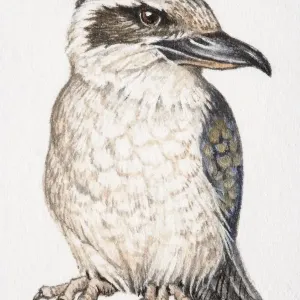 Laughing Kookaburra, Dacelo novaeguineae, front view Laughing Kookaburra, Dacelo novaeguineae, front view