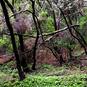 Laurel tree forest, Garajonay NP. La Gomera