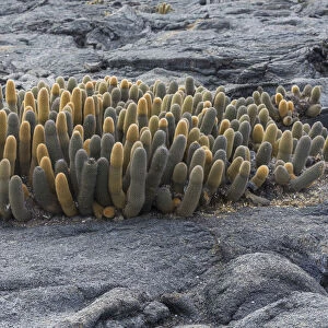 Lava Cactus -Brachycereus nesioticus-, Fernandina Island, Galapagos Islands, Ecuador