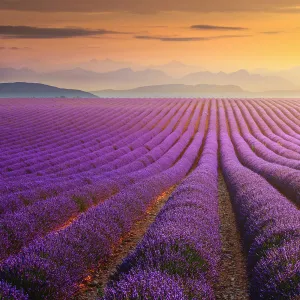 Lavander field at sunset in Provence, France