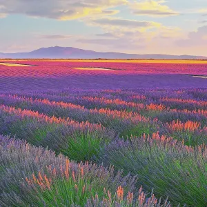 Lavander fields in Provence, France Lavander fields in Provence, France