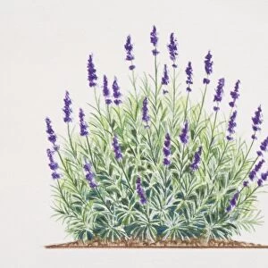 Lavandula, Lavender shrub