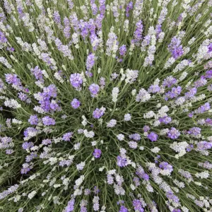 Lavender Lavender