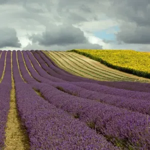 Lavanda & Nuvola Lavanda & Nuvola