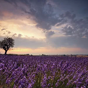 Lavender at dawn