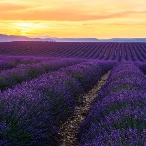 Lavender Field Print, Valensole Plateau Lavender Field Print, Valensole Plateau