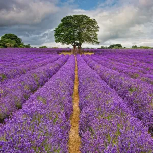 Lavender Field Print with Tree and Cloudy Sky Lavender Field Print with Tree and Cloudy Sky