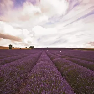Lavender Field Lavender Field