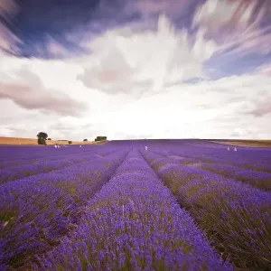 Lavender Field Lavender Field