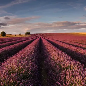 Lavender field Lavender field