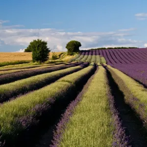 Lavender field Lavender field