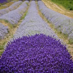 Lavender Field Lavender Field