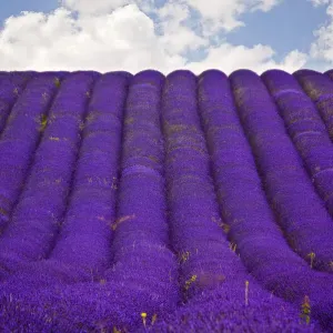 Hitchin Lavender Field Print Hitchin Lavender Field Print