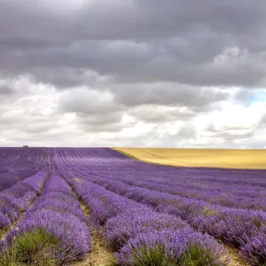 Lavender Field Lavender Field