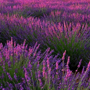 Lavender field Lavender field