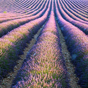 Lavender field in full bloom, Provence, France
