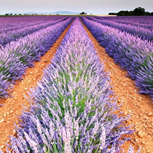 Ultimate Earth Prints Framed Print Collection: Lavender Fields of Provence