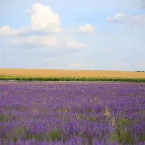 Lavender field with blue sky Lavender field with blue sky