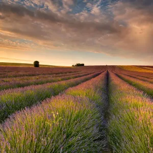 Campo di Lavanda II Campo di Lavanda II