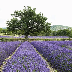 Lavender field, near Sault, Vaucluse, Provence-Alpes-Cote dAzur, France