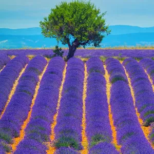 Lavender field in Provence
