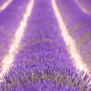 Lavender field, Provence, France Lavender field, Provence, France