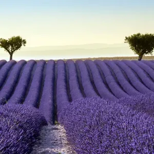 Lavender Field Summer Sunset Print Lavender Field Summer Sunset Print