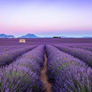 Lavender field at sunset, Valensole, Provence, France Lavender field at sunset, Valensole, Provence, France