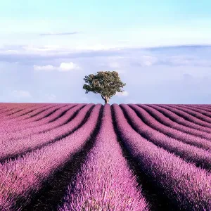 Lavender Field with a Tree in the end against the Sky during Summer Sunset Lavender Field with a Tree in the end against the Sky during Summer Sunset