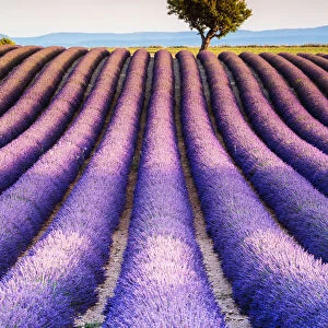 Lavender field and tree in Provence, France