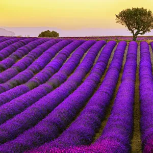 Lavender Field In Valensole Plateau During Sunset