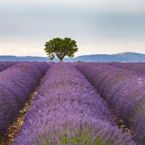 Lavender fields on the Plateau de Valensole, Provence