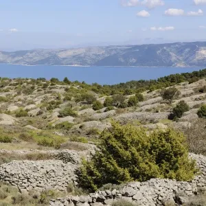 Lavender Fields Print, Hvar Island, Croatia