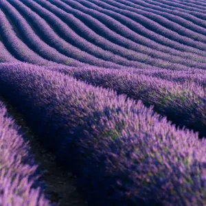 Lavender Fields of Provence Print Lavender Fields of Provence Print