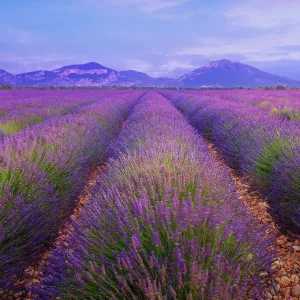 Lavender Fields