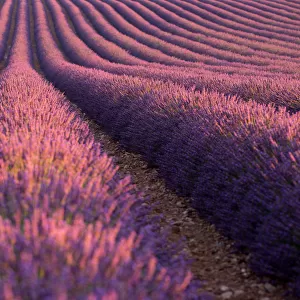 Lavender Fields in Provence, France
