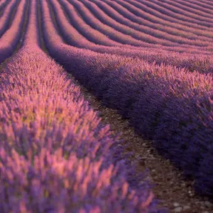 Lavender Fields Print of Valensole, Provence Lavender Fields Print of Valensole, Provence