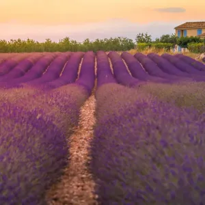 Lavender Fields Print - Valensole Plateau, Provence Lavender Fields Print - Valensole Plateau, Provence