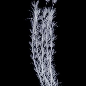 Lavender (Lavandula sp. ), X-ray
