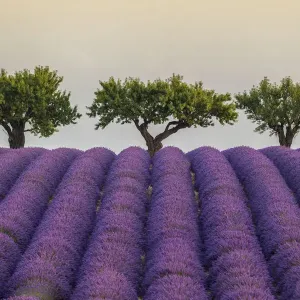 Lavender Rows and Trees Print Lavender Rows and Trees Print