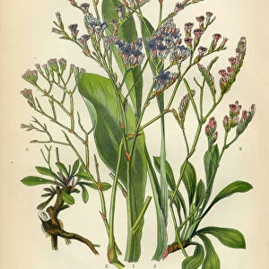 Lavender, Sea Lavender, Lavandula, Mint, Victorian Botanical Illustration