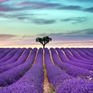 Lavender summer sunset landscape Lavender summer sunset landscape