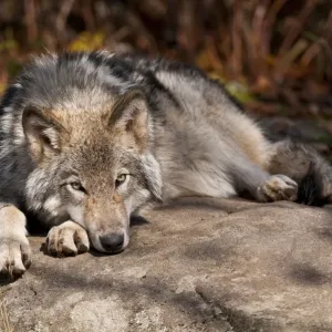 Timber Wolf Print: Summer Relaxation on a Rock Timber Wolf Print: Summer Relaxation on a Rock
