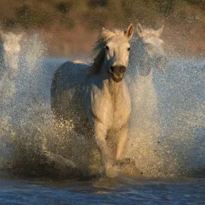 White Horses Print - Camargue Sunset Scene White Horses Print - Camargue Sunset Scene