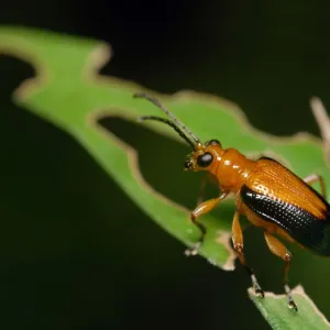 Leaf bug Leaf bug