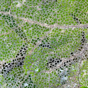 Leaf skeleton overlaying rainforest ground cover, Olympic National Park, Washington State, USA Leaf skeleton overlaying rainforest ground cover, Olympic National Park, Washington State, USA