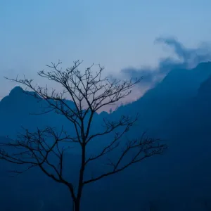 A leafless tree in front of mountains background A leafless tree in front of mountains background